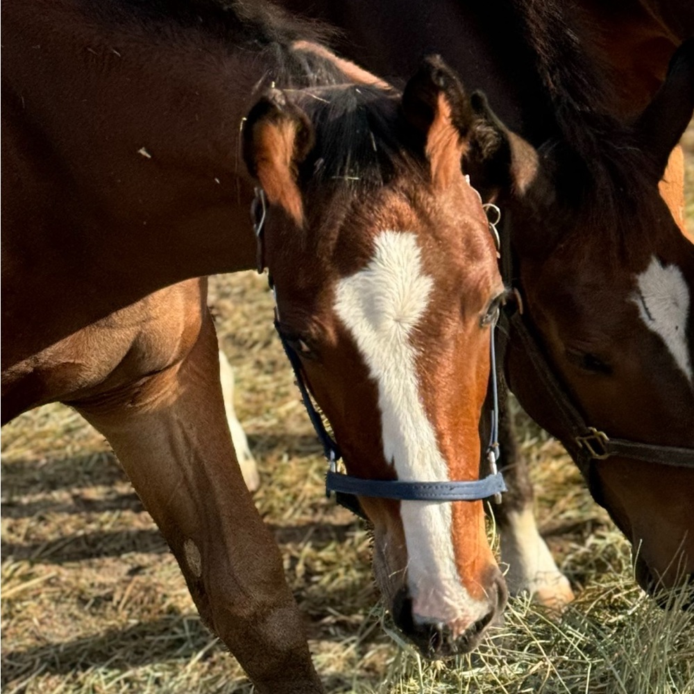 ISO: Horse and Pony tack